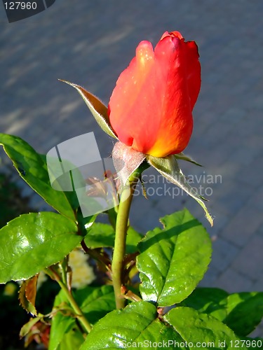 Image of Red rose