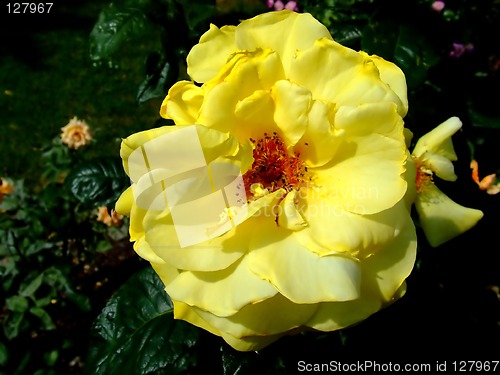 Image of Yellow prosperous flower
