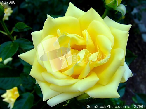 Image of Yellow prosperous rose