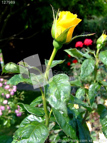 Image of Yellow rosebud