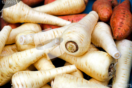 Image of Parsnip
