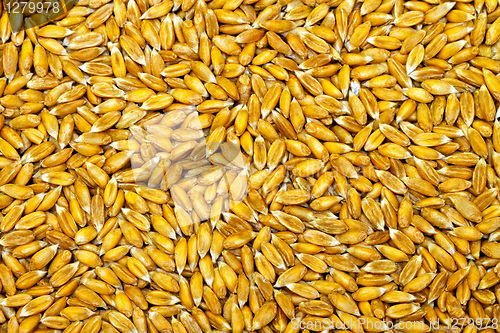 Image of Organic wheat grains