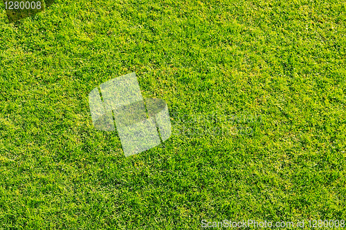 Image of Grass