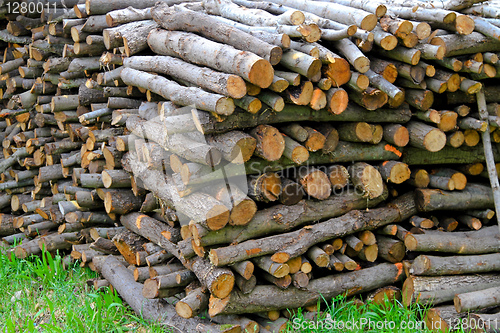 Image of Fire wood