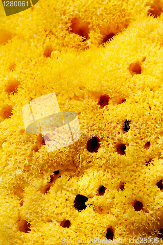 Image of Yellow sponge