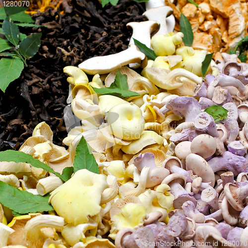 Image of Mushrooms