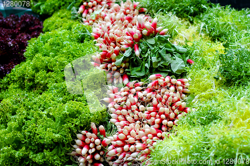 Image of Salad variety