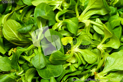 Image of Lambs lettuce salad