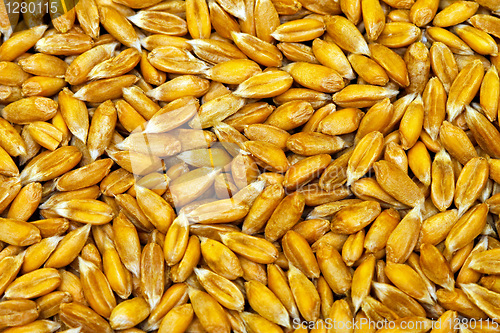 Image of Organic wheat grain