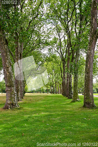 Image of Trees in line