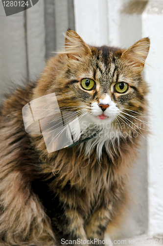 Image of Cat