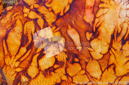 Image of Moroccan leather