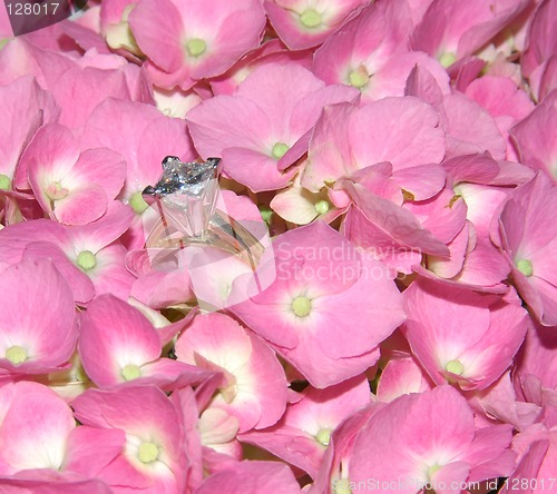 Image of Lacecap Hydrangea and Diamond