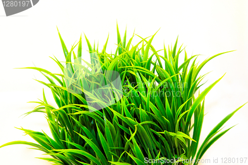 Image of Grass