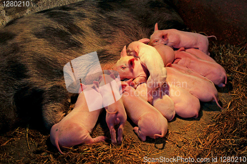 Image of Suckling piglets