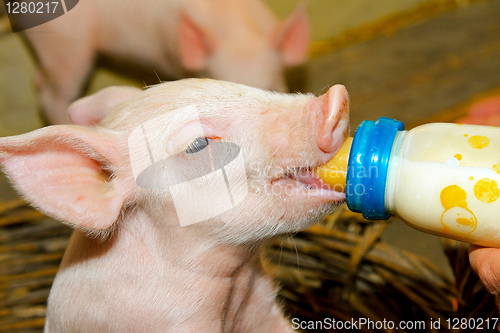 Image of Bottle feed piggy