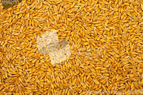 Image of Wheat grains