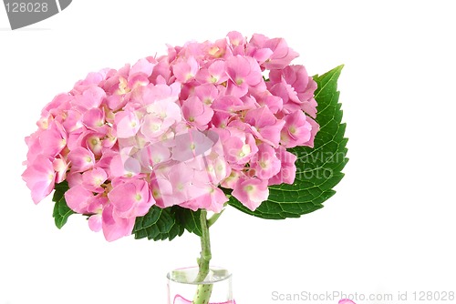 Image of Lacecap Hydrangea