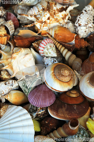 Image of Shells