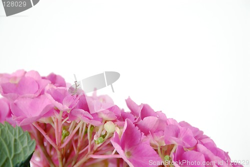 Image of Lacecap Hydrangea Insect