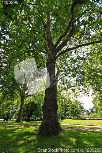 Image of Green tree