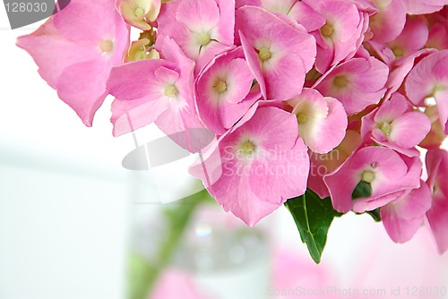 Image of Lacecap Hydrangea