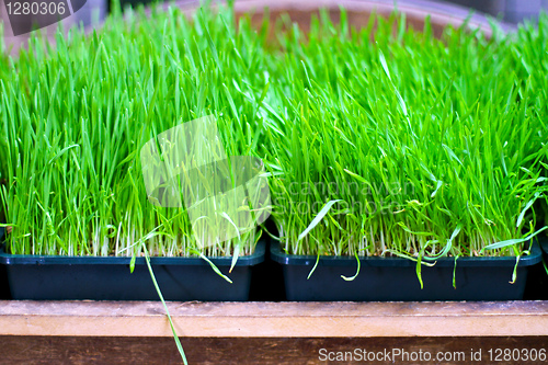 Image of Wheat grass