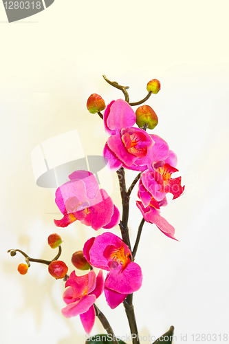 Image of Orchid