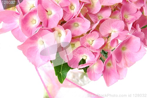 Image of Lacecap Hydrangea