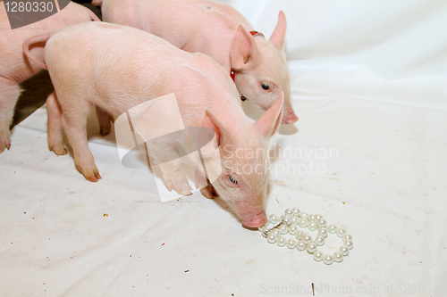 Image of Pearls before pigs