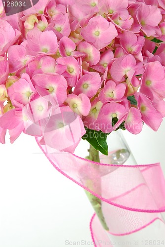 Image of Lacecap Hydrangea