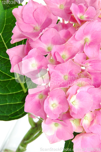 Image of Lacecap Hydrangea