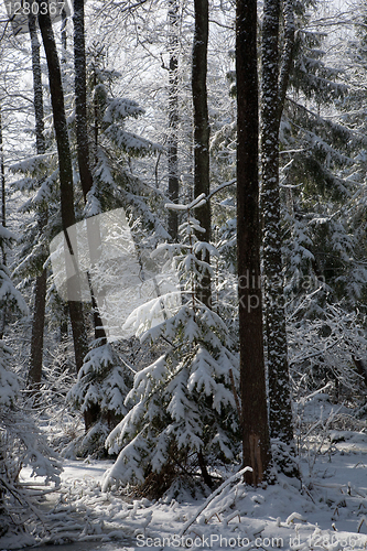 Image of Snowfall after wetland stand in morning