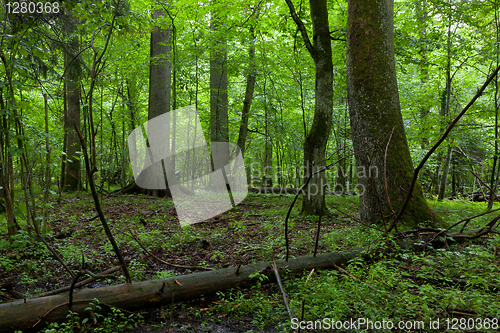 Image of Summer midday in wet deciduous stand of Bialowieza Forest