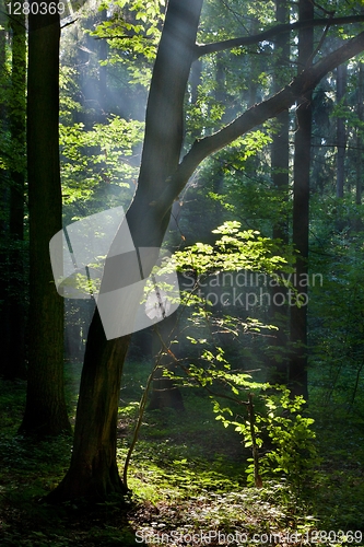 Image of Sunbeam entering rich deciduous forest