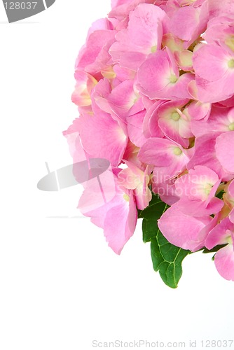 Image of Lacecap Hydrangea