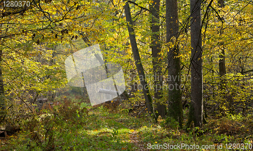 Image of Narrow path crossing old autumnal stand 