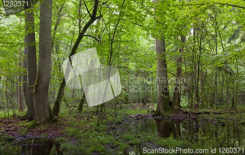 Image of Summer midday in wet deciduous stand of Bialowieza Forest