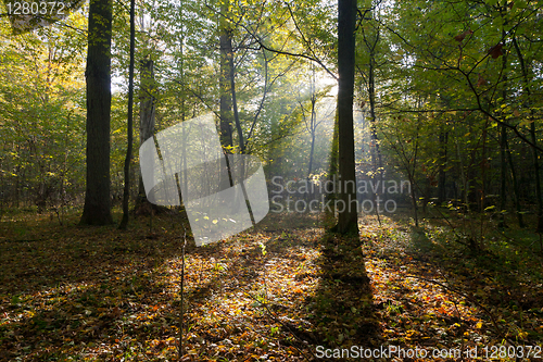 Image of Morning sun entering deciduous stand