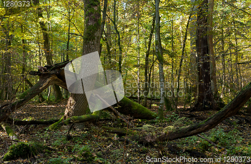 Image of Old hornbeam tree broken lying