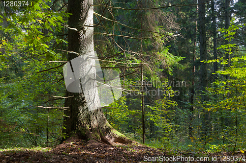 Image of Old spruce trunk sunset light illuminated 