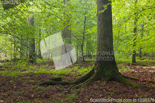 Image of Light reaching misty deciduous stand with old spruce tree