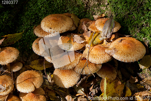 Image of Bunch of autumnal pholiota fungi closeup