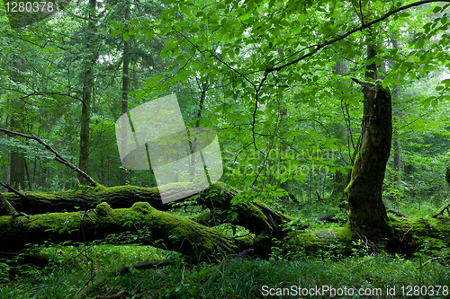 Image of Deciduous stand of Bialowieza Forest in summer