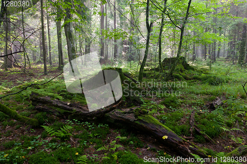 Image of Deciduous stand with stumps moss wrapped