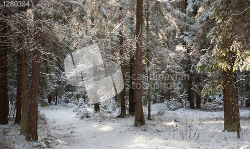 Image of Path crossing snowy forest