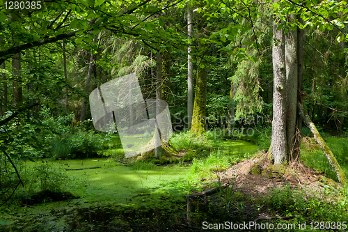 Image of Summertime alder-carr stand of Bialowieza Forest