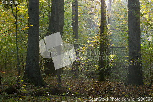 Image of Sun entering misty stand 