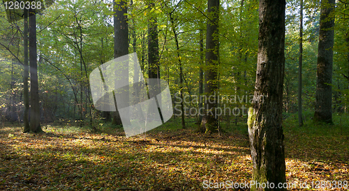 Image of Sun entering misty stand