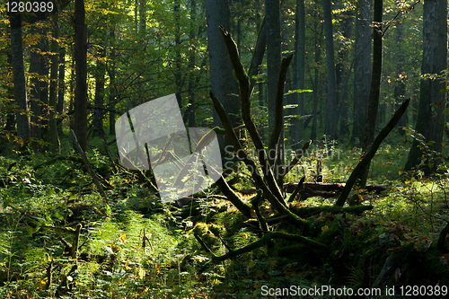 Image of Old broken tree in deep shadow of deciduous stand